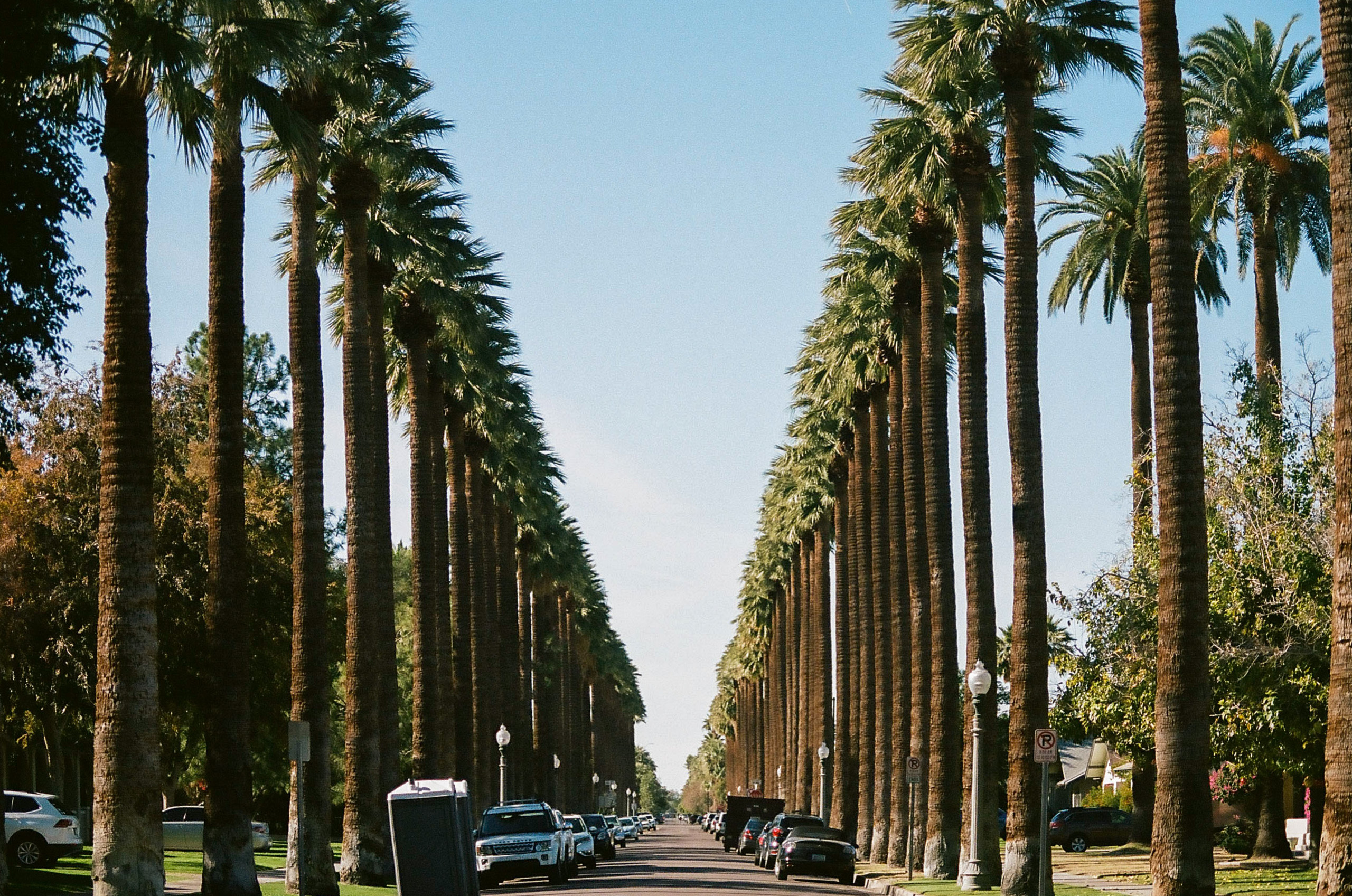 Palm trees lining a quiet street in Downtown Phoenix.