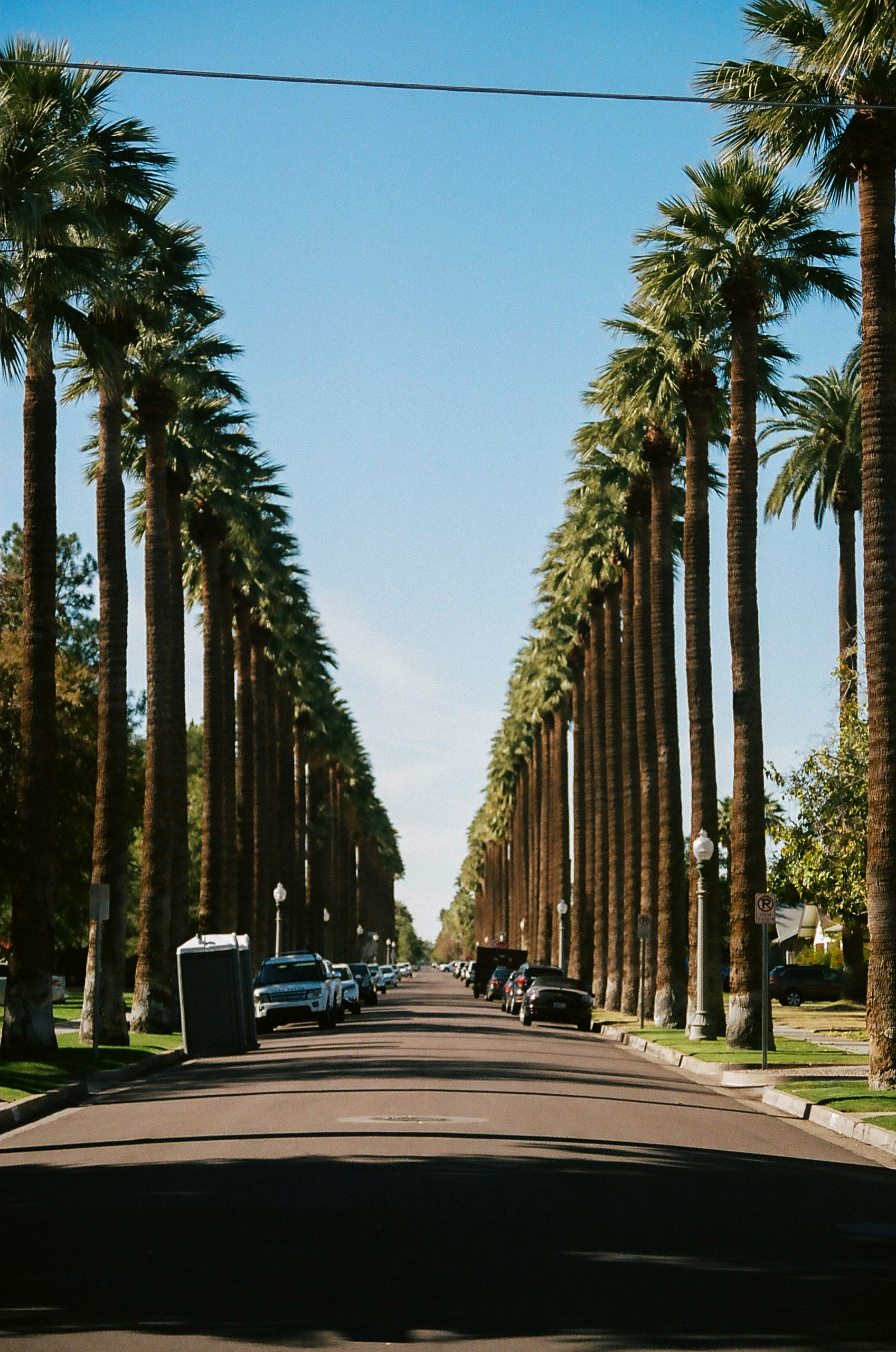 Palm trees lining a quiet street in Downtown Phoenix.