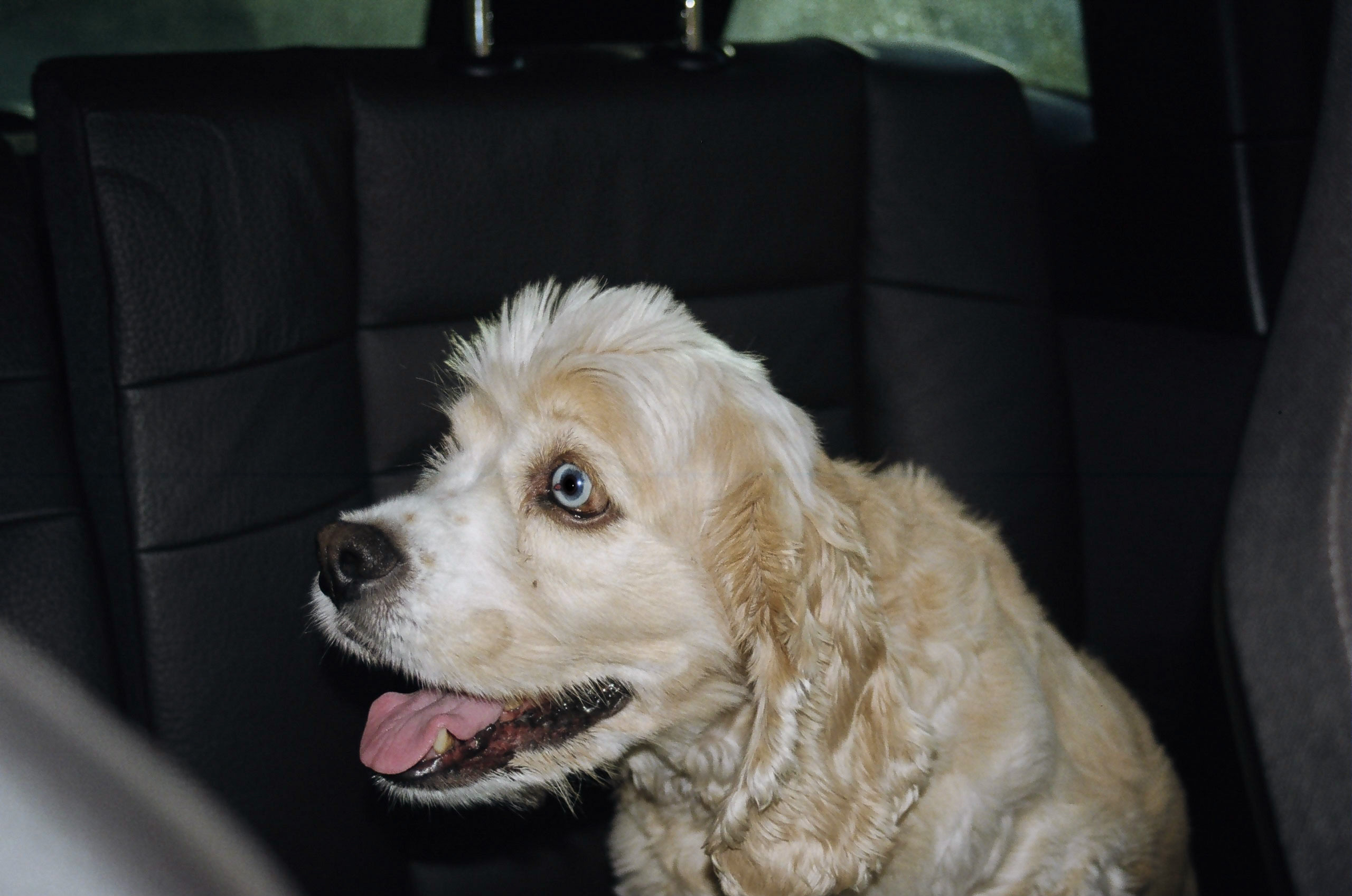 Dog sits inside car.