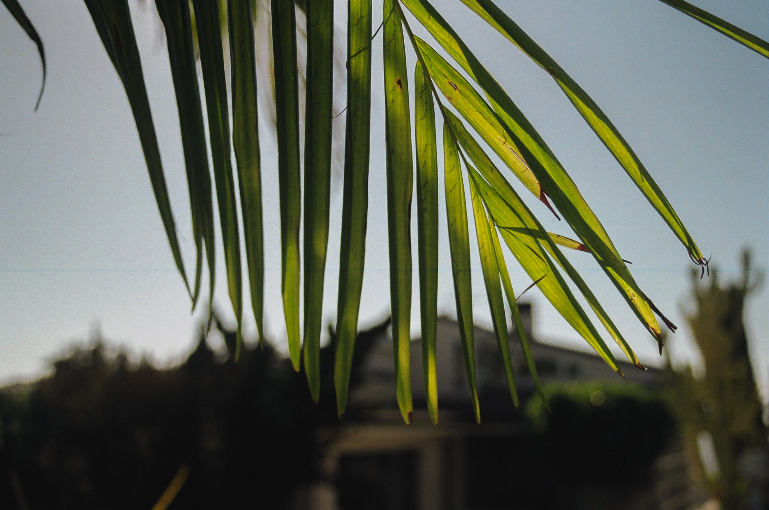 Close-up of single palm tree branch.