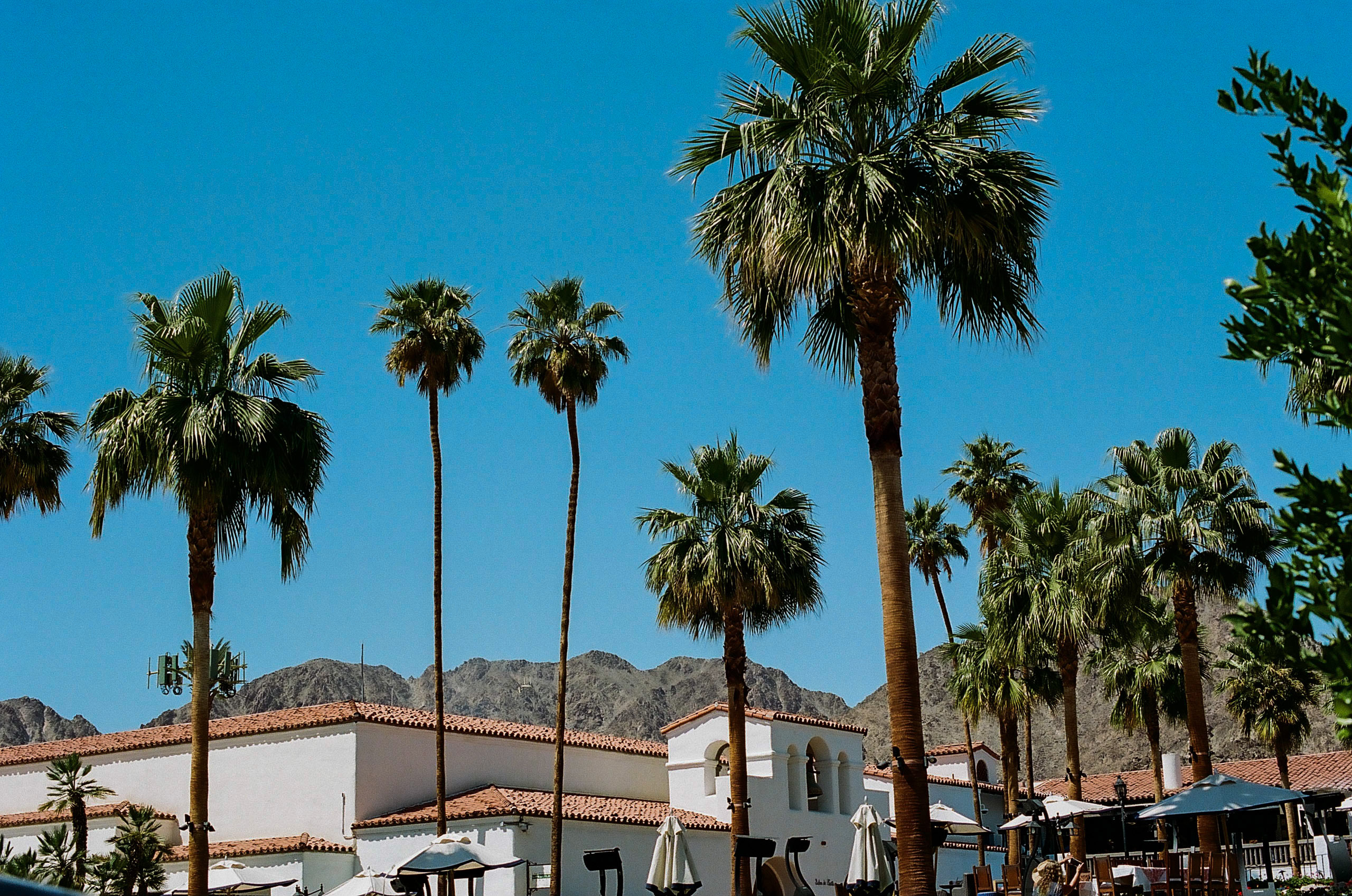 Palm trees near the entrance of the La Quinta Resort & Club in La Quinta, California.