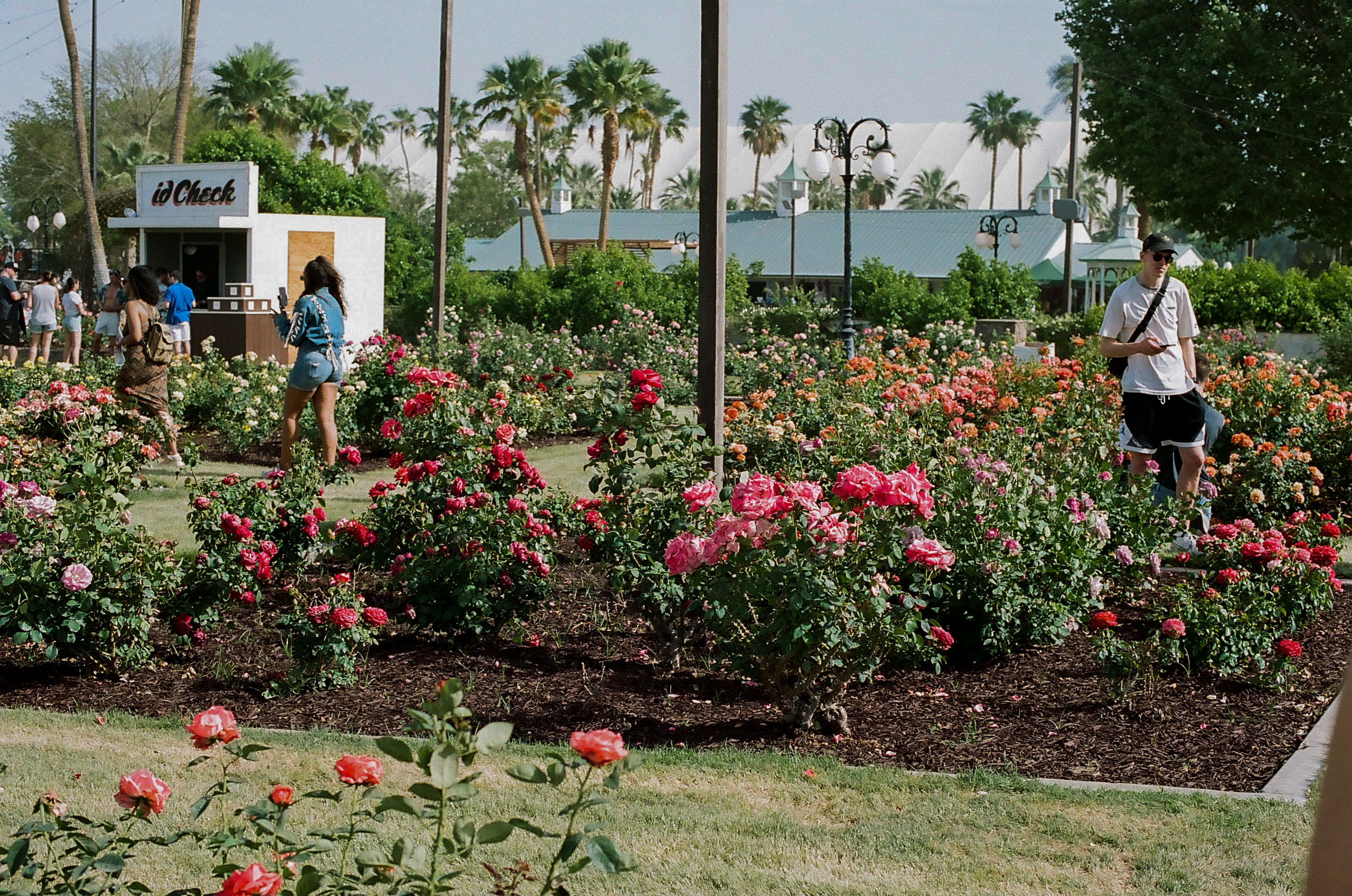 Bushes of roses in the Rose Garden at Coachella Valley Music and Arts Festival 2022.