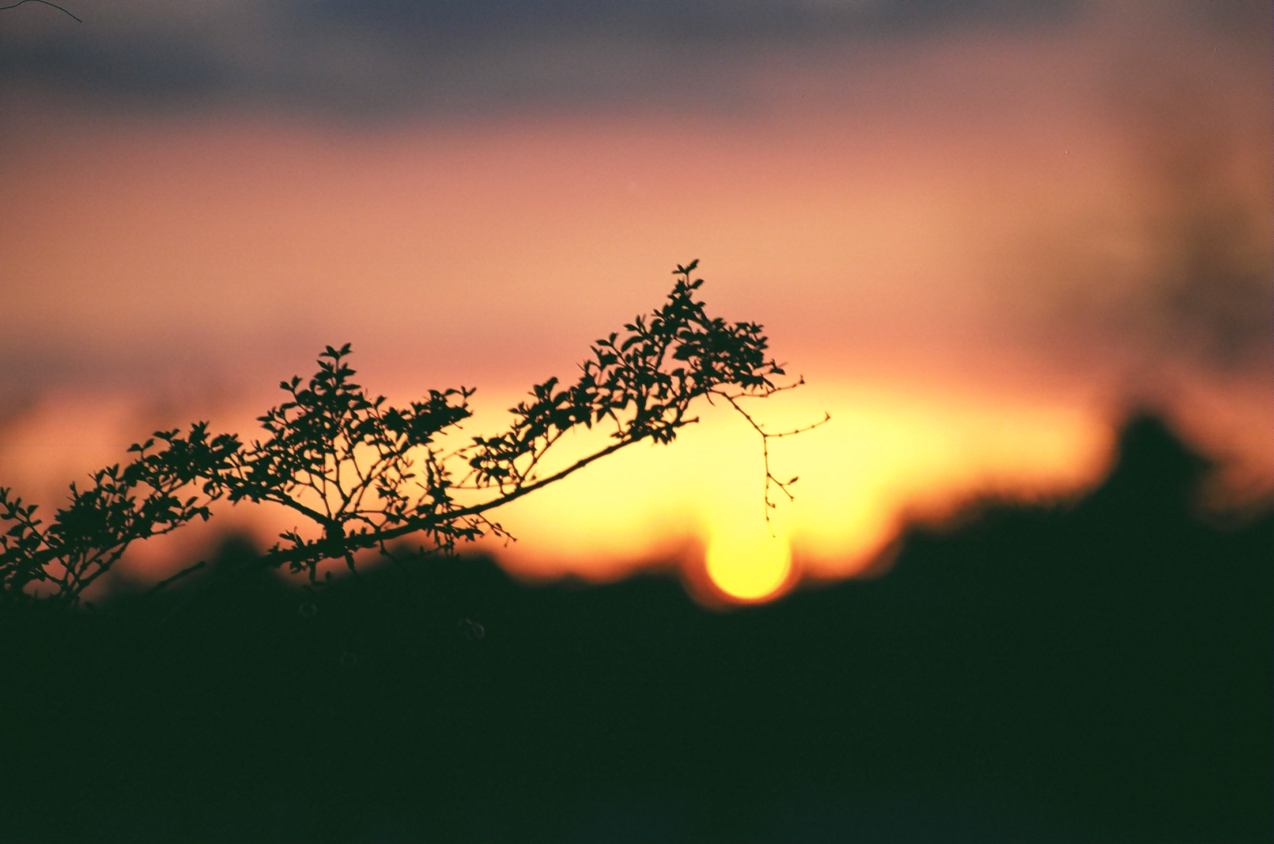 Close up of a tree branch with a beautiful sunset captured in the background.