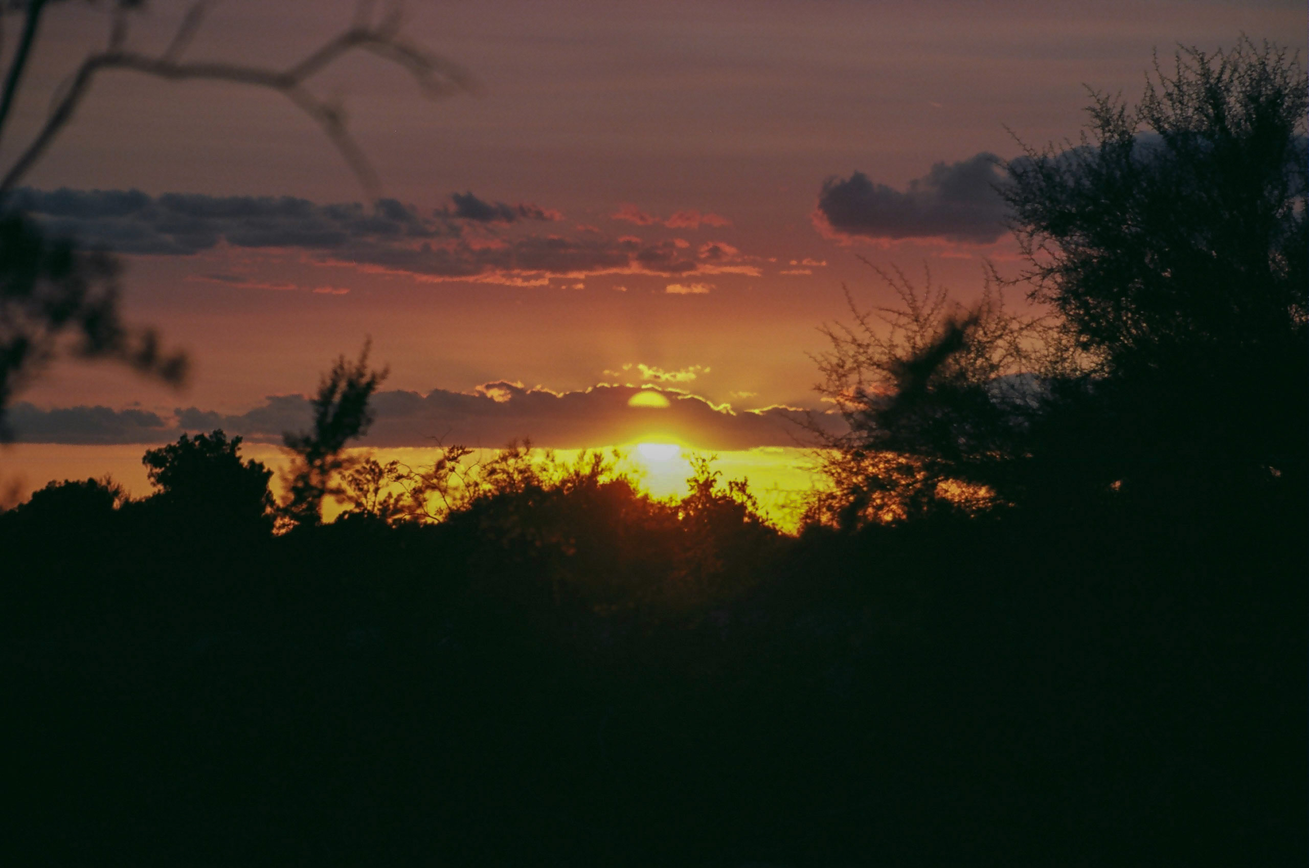 Beatuiful sunset appears through the bushes and trees at Papago Park.