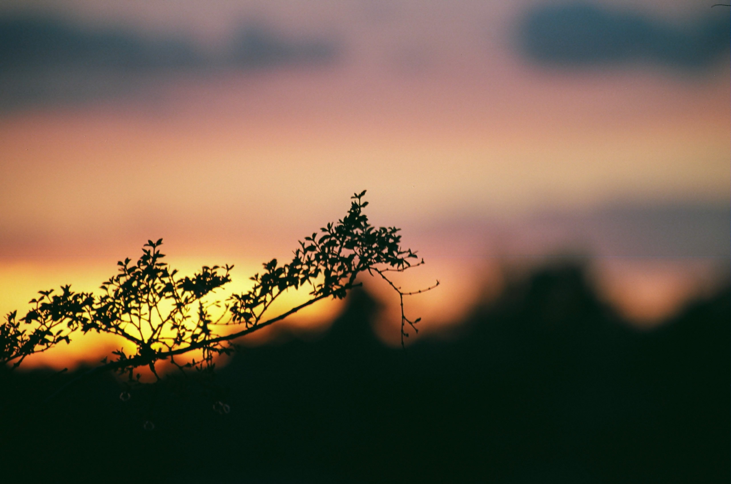 Close up of a tree branch with a beautiful sunset captured in the background.